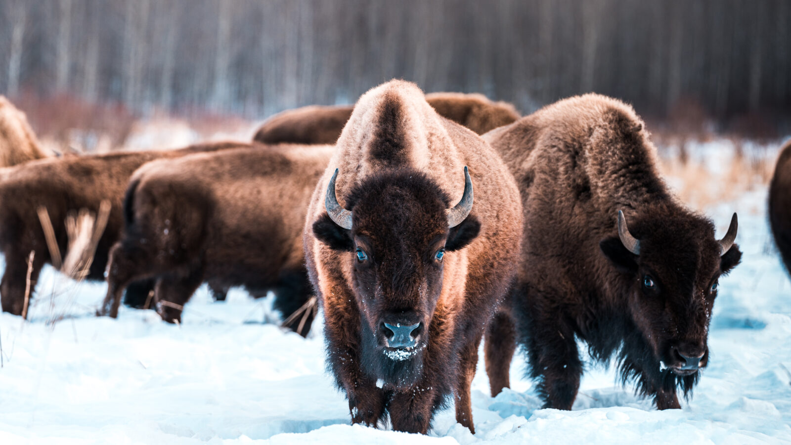 Bizons in Elk Island National Park bij Edmonton © Explore Edmonton